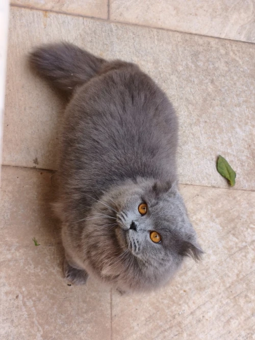 Scottish Fold Long Hair 100% Russian
