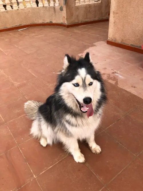Husky female 