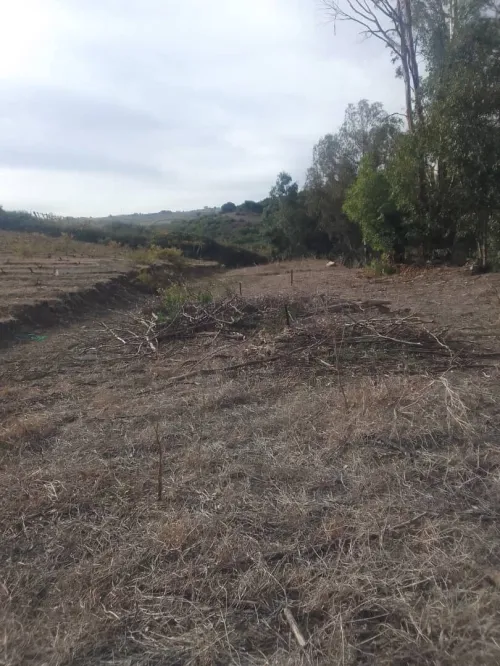 Vente Terrain Boumerdès Dellys