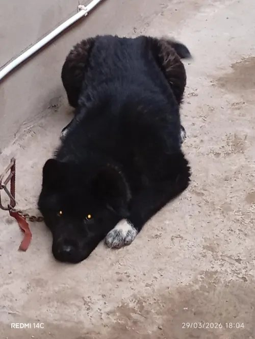 Femelle Akita américain