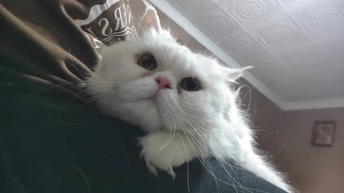 Chat persan blanc