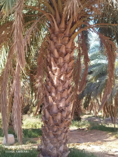 Vente Terrain Agricole Touggourt El Alia