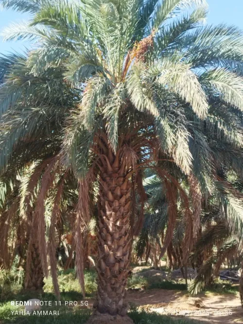 Vente Terrain Agricole Touggourt El Alia