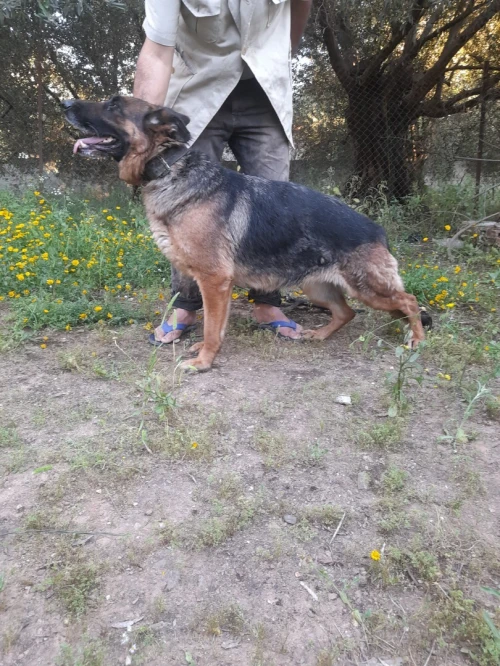 Berger allemand pamier