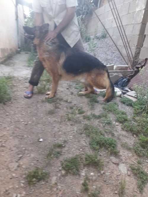 Couple berger allemand pedegre