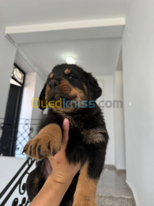 Chiot Rottweiler 