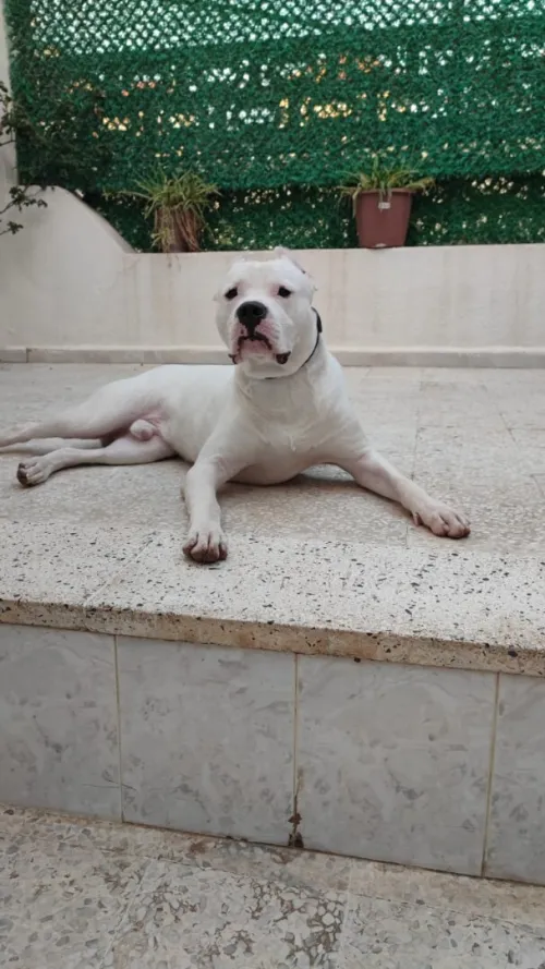 Dogue argentin