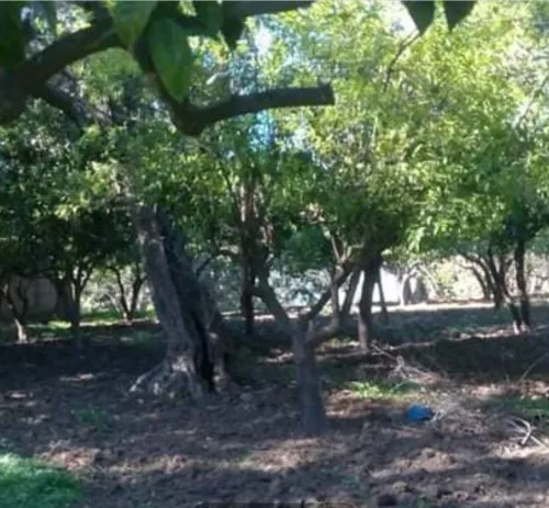 Vente Terrain Tlemcen Chetouane