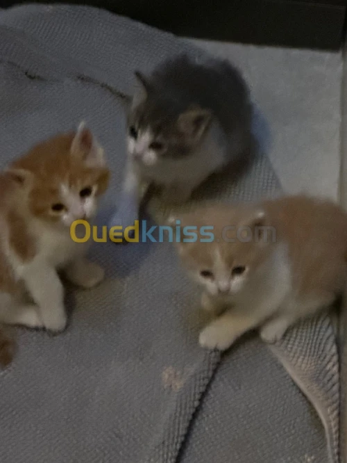 Chat