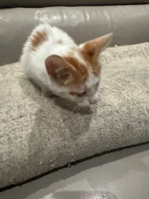Chat 