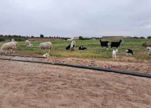 Vente Terrain Agricole Biskra Sidi okba