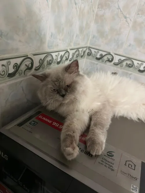 chat himalayen gris