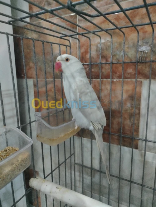 A collier mutation palide
