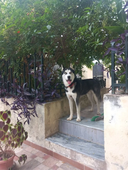 Hasky 