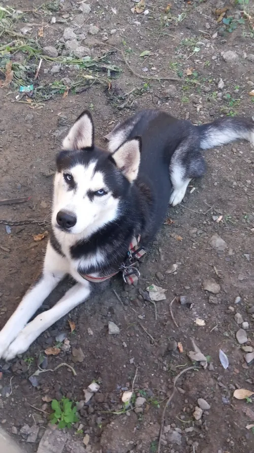 Hasky 