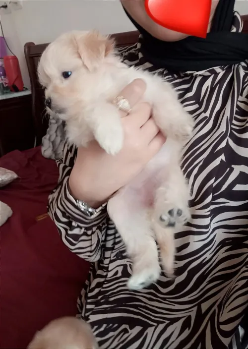 Caniche bichon maltais pure race 