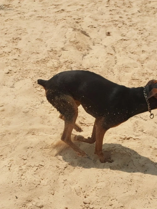 Doberman