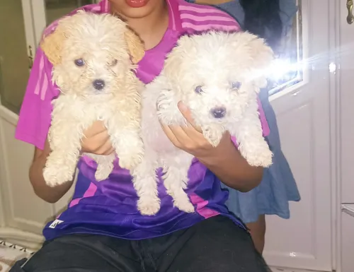 Caniche