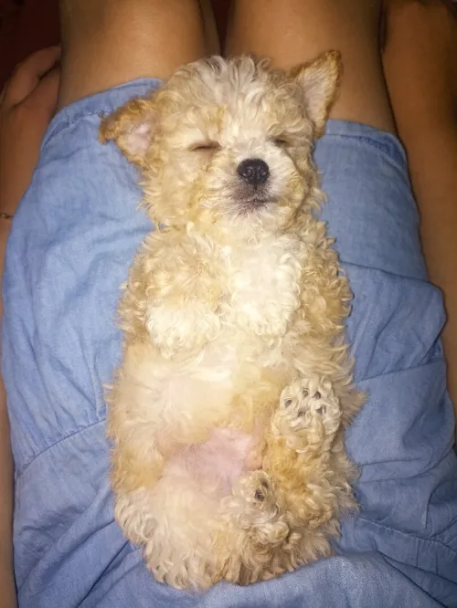 Caniche 