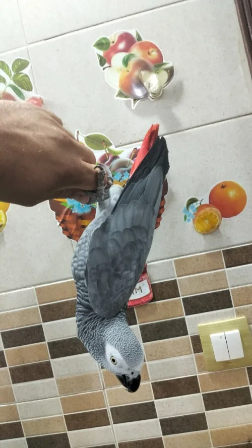 العاصمة رويبة ببغاء