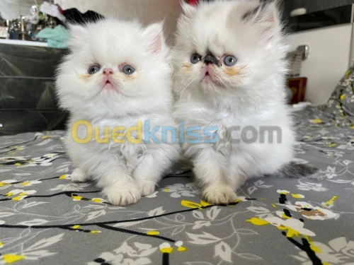 Chaton persan peke face 
