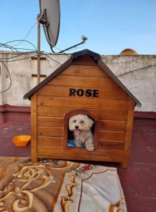 niche et cage pour chien 