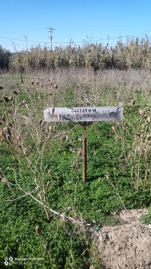 Vente Terrain Alger Tessala el merdja
