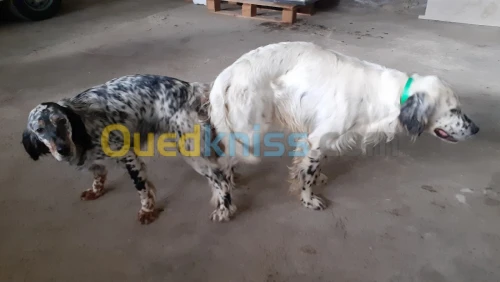 Setter anglais 
