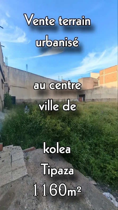 Vente Terrain Tipaza Kolea