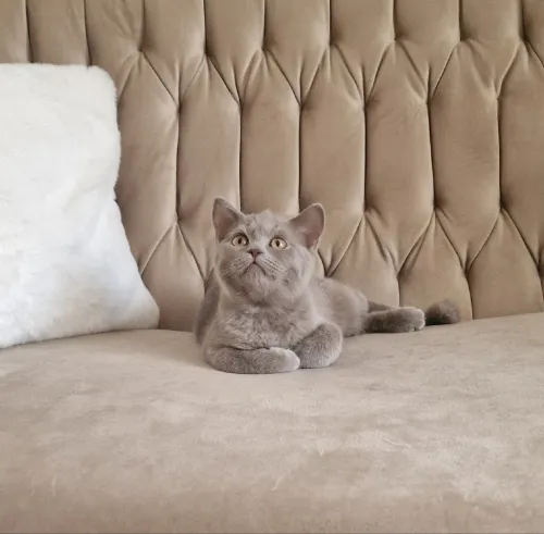 Chat british shorthair mâle