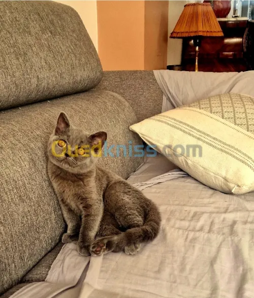 British Shorthair 