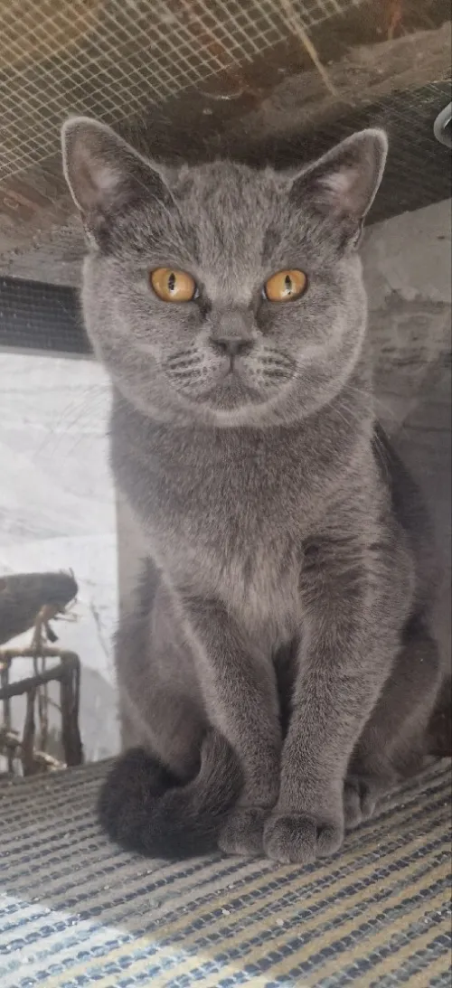 British Shorthair Femelle