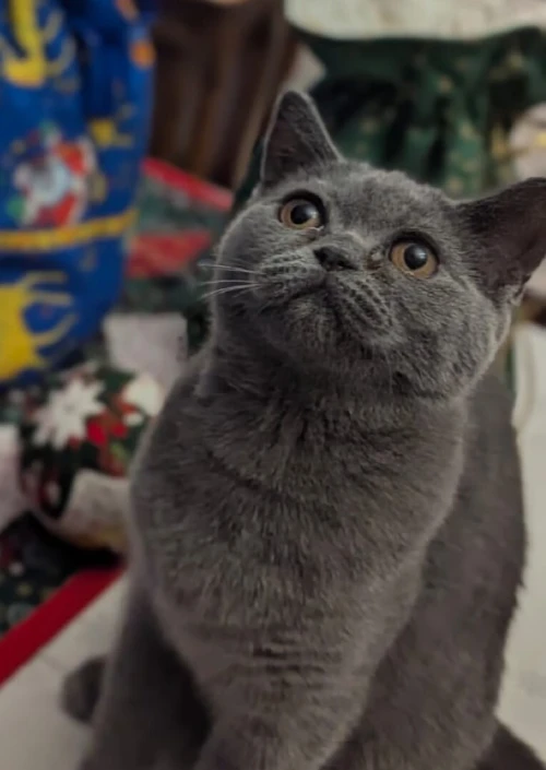 British Shorthair