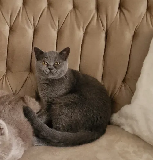 British shorthair femelle