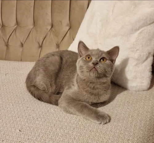 British Shorthair Mâle