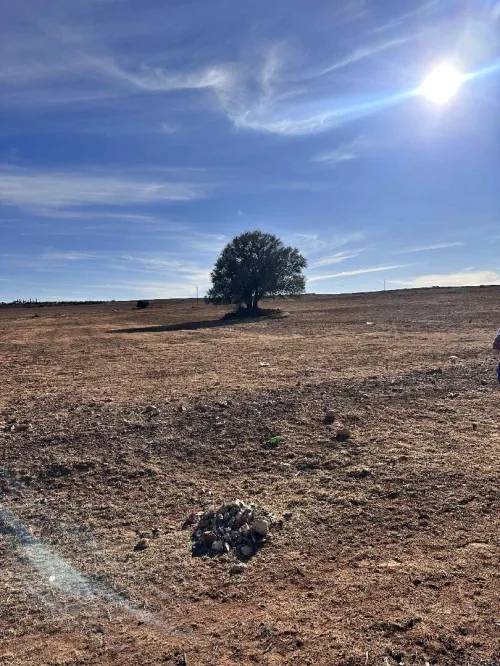 Vente Terrain Agricole Sidi Bel Abbès Merine