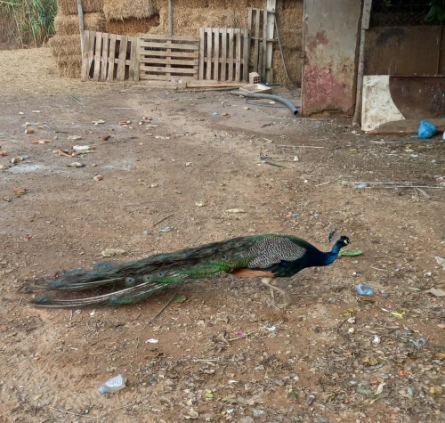 Paon طاوس
