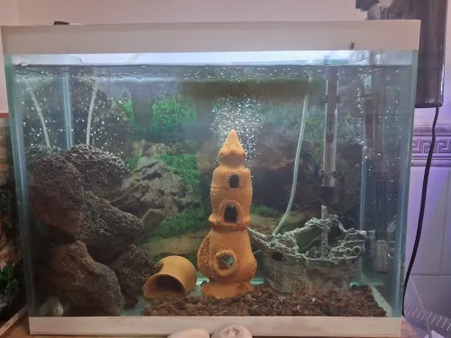Aquarium 50x40x22cm avec accessoires et 10 poissons Koi