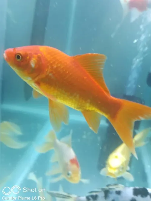 Aquarium plasma 80cm avec accessoires et 10 poissons Koi