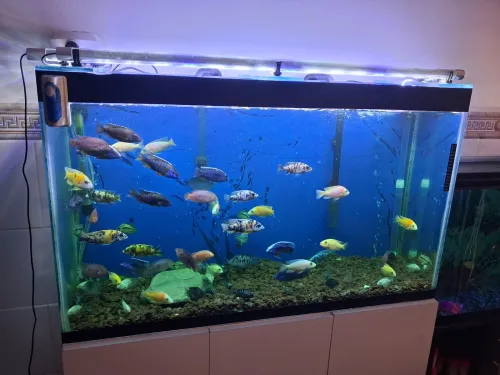 Aquarium avec meuble Haute Finition 1m
