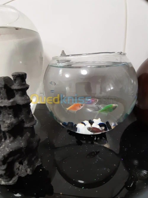 Aquarium Bocal avec 4 Poissons TÉTRA COLOR 