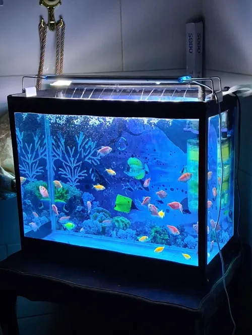 Aquarium 50x40x22cm avec accessoires et 6 poissons japonais