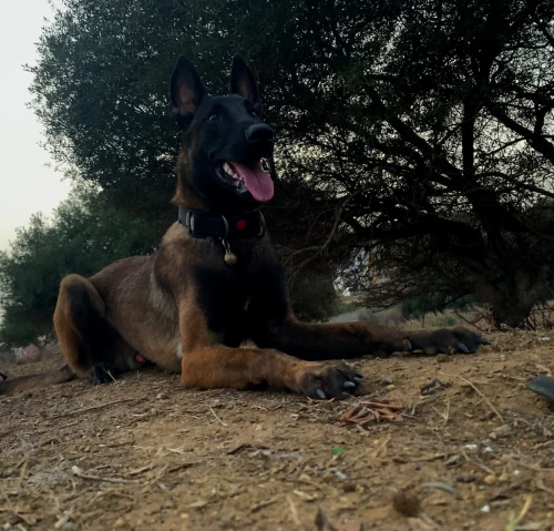 Malinois charbonnie pedigree 