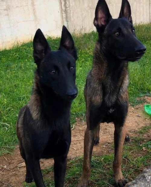 Couple malinois 