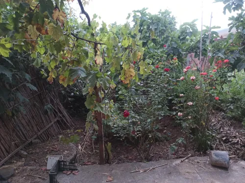 Vente Villa Blida Meftah
