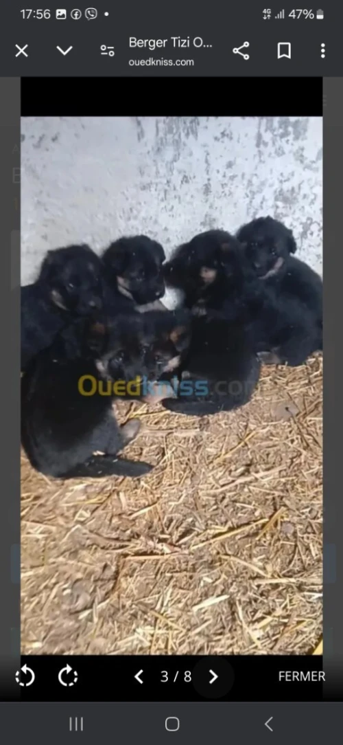 Femmel berger allemand pedigree 