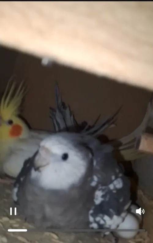 Couple calopsitte +la cage + le nid