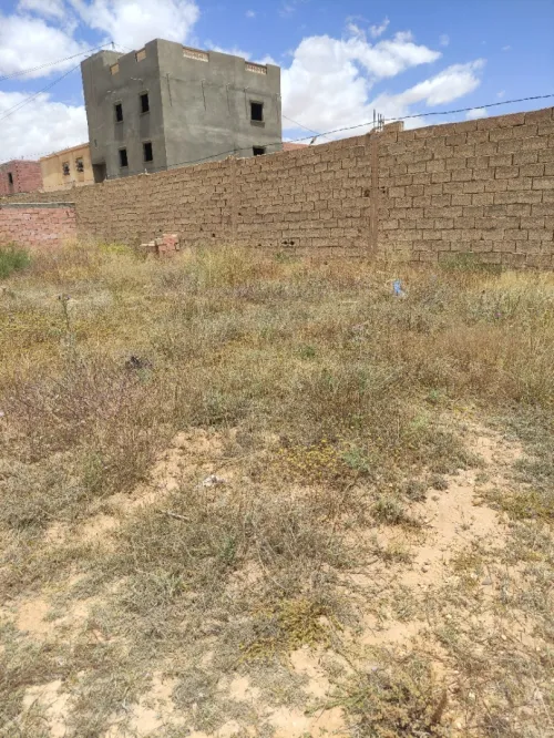 Vente Terrain Djelfa Ain maabed