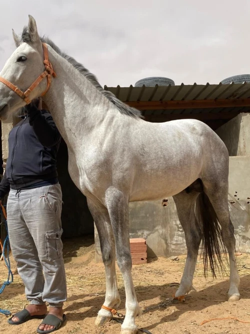 حصان عربي بربري اصيل للبيع ، ماشاء الله