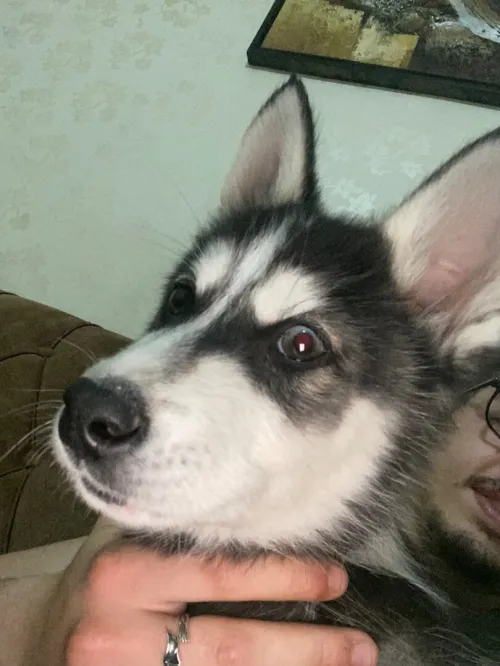Husky 
